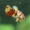 Multicolor/ Galaxy Koi Plakat- Female- 13 Weeks Old