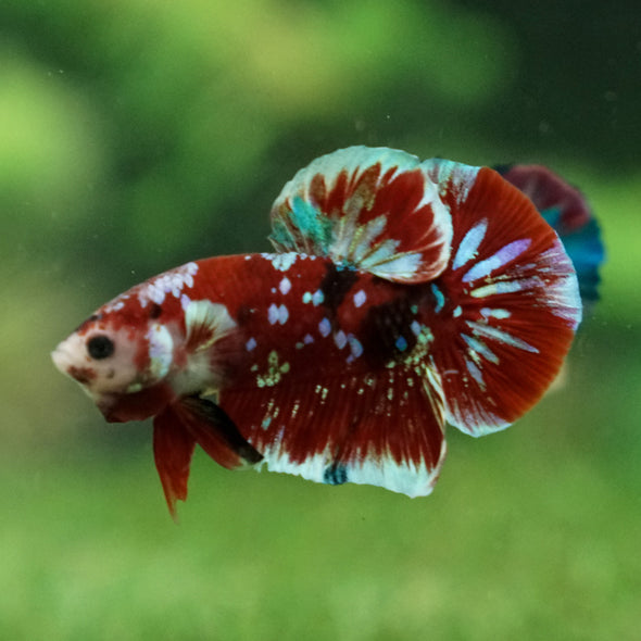 Multicolor/Galaxy Koi Plakat -16 weeks Old