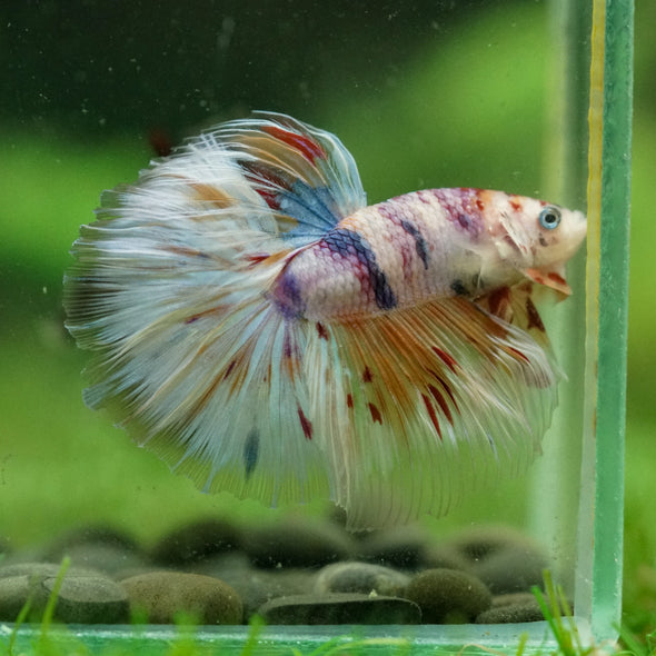 Galaxy/Candy Koi Halfmoon - 13 weeks old