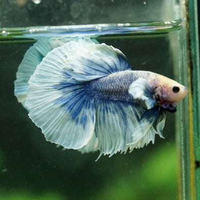 Dumbo Halfmoon - 12 weeks old