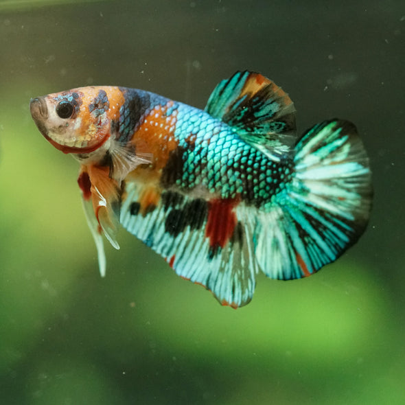 Multicolor/Galaxy Koi Plakat -16 weeks Old