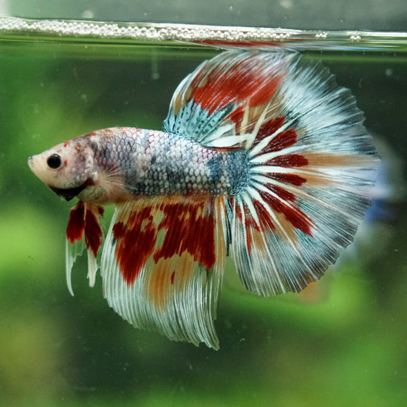 Galaxy/Candy Koi Halfmoon - 14 weeks old