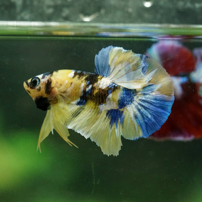 Multicolor/Galaxy Koi Plakat -16 weeks Old
