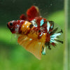 Multicolor/Galaxy Koi Plakat -16 weeks Old