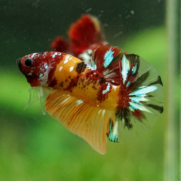 Multicolor/Galaxy Koi Plakat -16 weeks Old