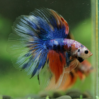 Galaxy/Candy Koi Halfmoon - 14 weeks old