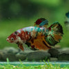 Multicolor/ Galaxy Koi Halfmoon- Female- 13 Weeks Old