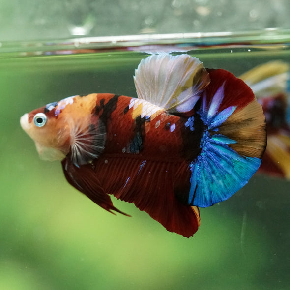 Multicolor/Galaxy Koi Plakat -16 weeks Old