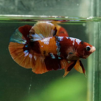 Multicolor/Galaxy Koi Plakat -16 weeks Old