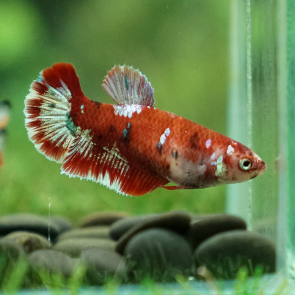 Multicolor/ Galaxy Koi Plakat- Female- 13 Weeks Old