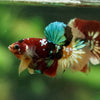 Multicolor/Galaxy Koi Plakat -16 weeks Old