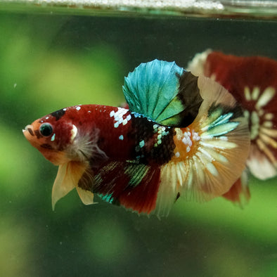 Multicolor/Galaxy Koi Plakat -16 weeks Old