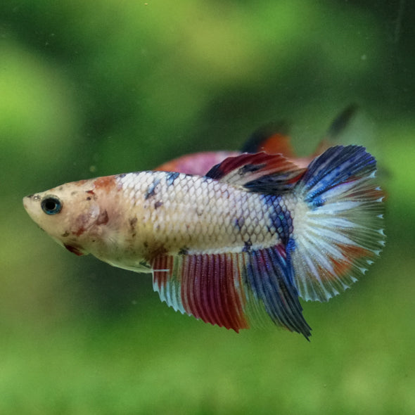 Multicolor/ Galaxy Koi Halfmoon - Female- 13 Weeks Old