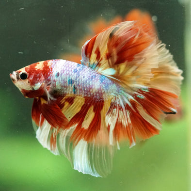Galaxy/Candy Koi Halfmoon - 14 weeks old
