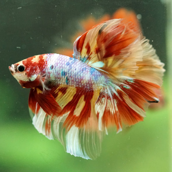 Galaxy/Candy Koi Halfmoon - 14 weeks old