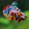 Multicolor/Galaxy Koi Plakat -16 weeks Old