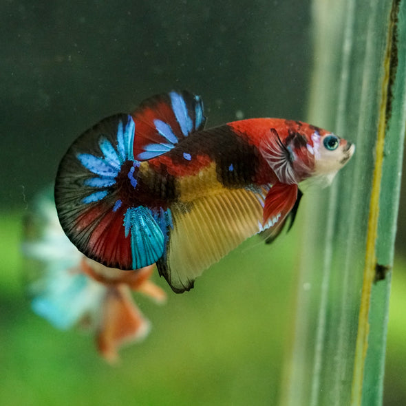 Multicolor/Galaxy Koi Plakat -16 weeks Old
