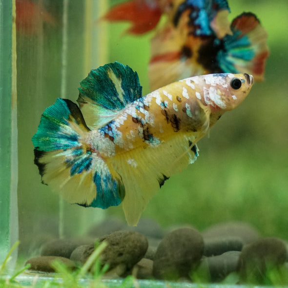 Multicolor/Galaxy Koi Plakat -13 weeks Old