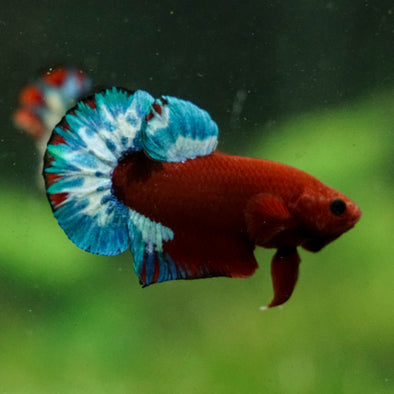 Red Fancy (Hell Boy) Plakat -13 weeks Old