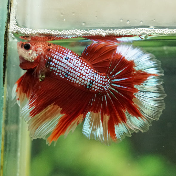 Galaxy/Candy Koi Halfmoon - 14 weeks old