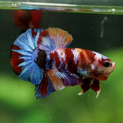 Multicolor/Galaxy Koi Plakat -16 weeks Old