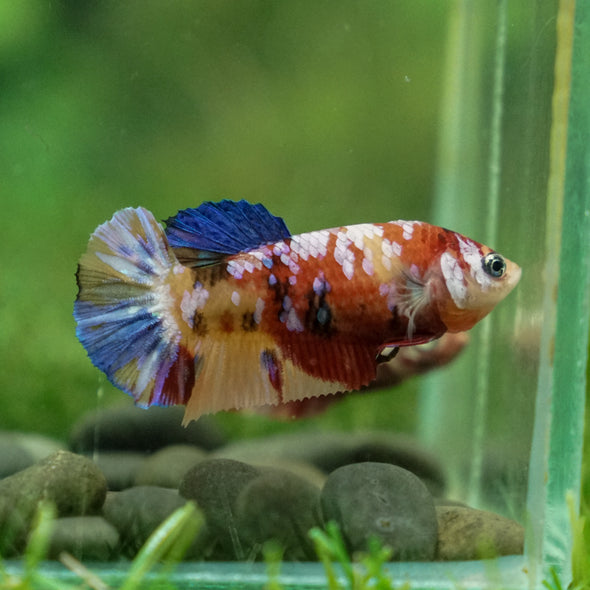 Multicolor/ Galaxy Koi Plakat - Female- 13 Weeks Old