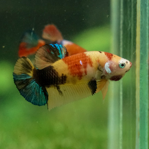 Multicolor/ Galaxy Koi Plakat - Female- 13 Weeks Old