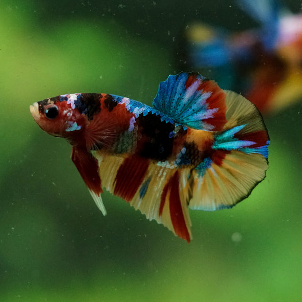 Multicolor/Galaxy Koi Plakat -10 weeks Old