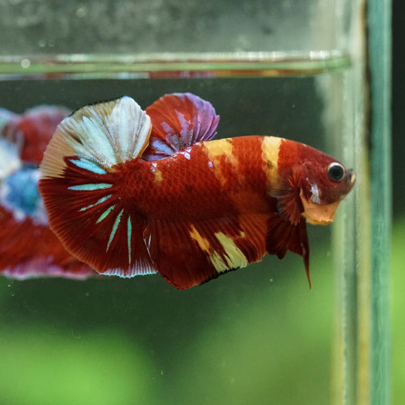 Multicolor/Galaxy Koi Plakat -16 weeks Old