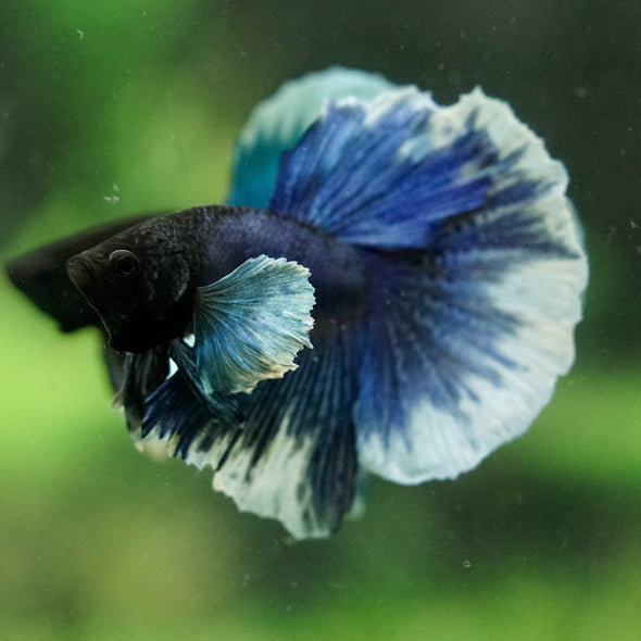 Dumbo Halfmoon - 12 weeks old