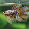 Galaxy/Candy Koi Halfmoon - 13 weeks old