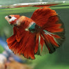 Galaxy/Candy Koi Halfmoon - 14 weeks old