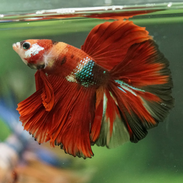 Galaxy/Candy Koi Halfmoon - 14 weeks old