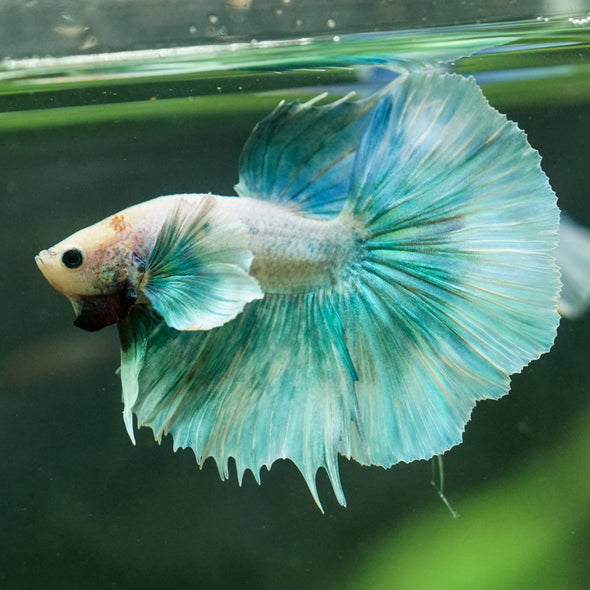 Dumbo Halfmoon - 11 weeks old