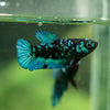 Black Galaxy Koi Plakat (Avatar) - Female- 13 Weeks Old