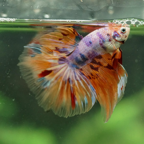 Galaxy/Candy Koi Halfmoon - 14 weeks old