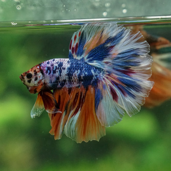 Galaxy/Candy Koi Halfmoon - 13 weeks old