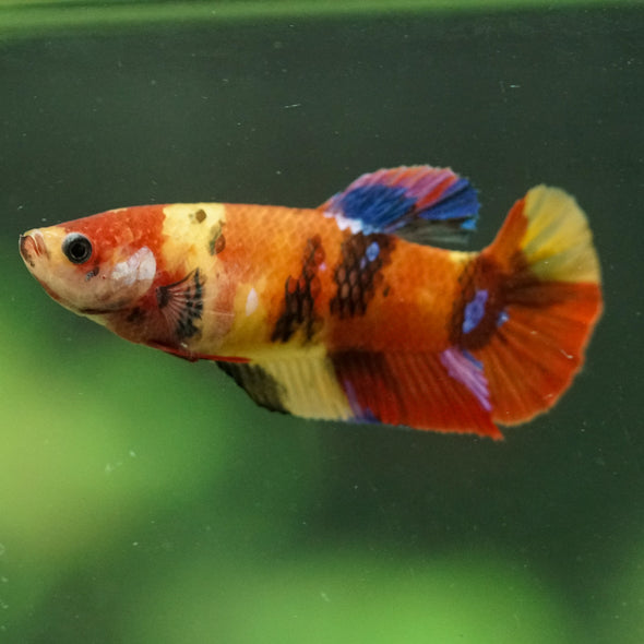 Multicolor/ Galaxy Koi Plakat- Female- 13 Weeks Old