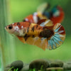 Multicolor/ Galaxy Koi Plakat- Female- 13 Weeks Old