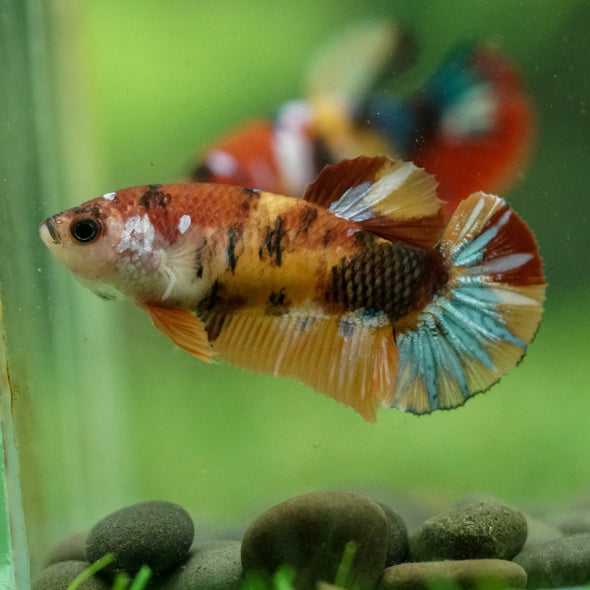 Multicolor/ Galaxy Koi Plakat- Female- 13 Weeks Old