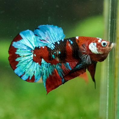 Multicolor/Galaxy Koi Plakat -16 weeks Old