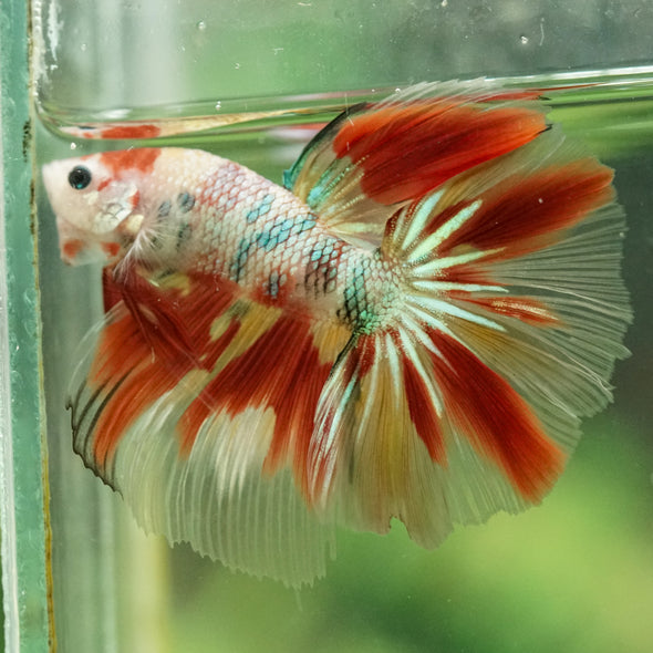Galaxy/Candy Koi Halfmoon - 14 weeks old