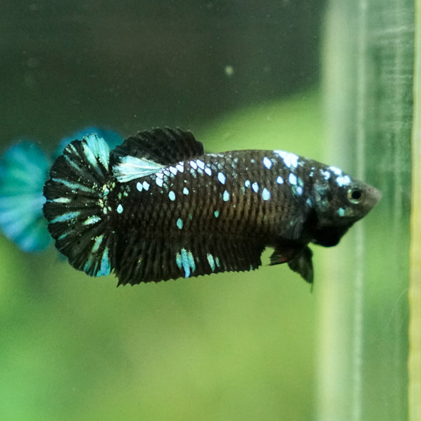 Black Galaxy Koi Plakat (Avatar) - Female- 13 Weeks Old