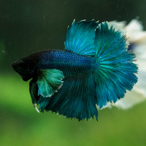 Dumbo Halfmoon - 10 weeks old