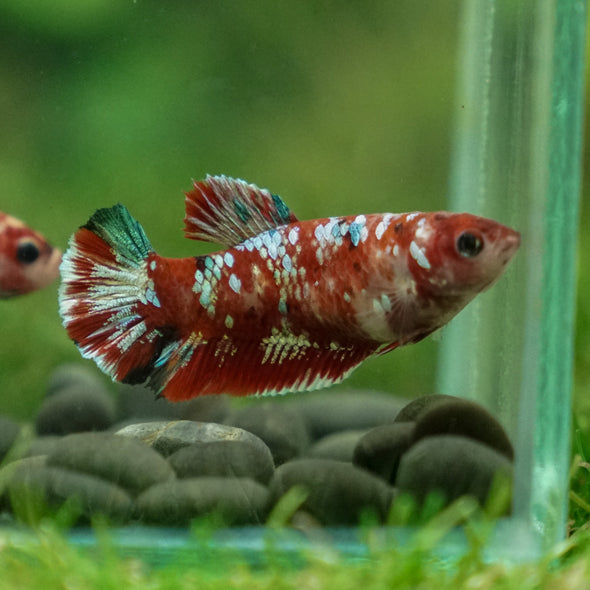 Multicolor/ Galaxy Koi Plakat- Female- 13 Weeks Old