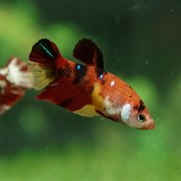 Multicolor/ Galaxy Koi Plakat - Female- 13 Weeks Old