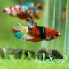 Multicolor/ Galaxy Koi Plakat- Female- 13 Weeks Old