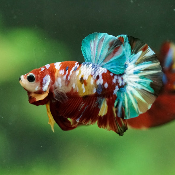 Multicolor/Galaxy Koi Plakat -15 weeks Old