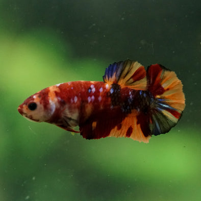 Multicolor/ Galaxy Koi Plakat- Female- 13 Weeks Old