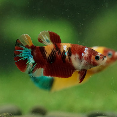 Multicolor/ Galaxy Koi Plakat- Female- 13 Weeks Old